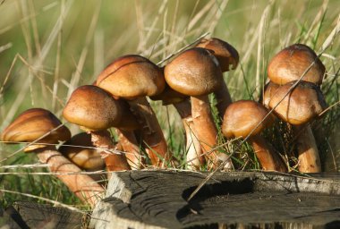 İngiltere 'deki bir ormanlık alanda çürüyen bir ağaç kütüğünden çıkan mantarlar veya mantarlar..