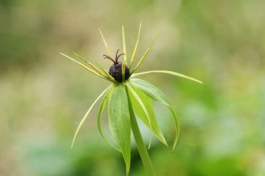 Bir Herb-Paris (Paris quadrifolia) çiçeği, güzel bir bokeh arka plan karşı. Paris hem evlilik ayinlerinde hem de cadılara karşı korunmak için kullanılır..