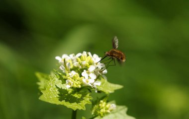 Kara kenarlı bir arı sineği, Bombylius major, yabani sarımsaklı hardal çiçeğiyle besleniyor..