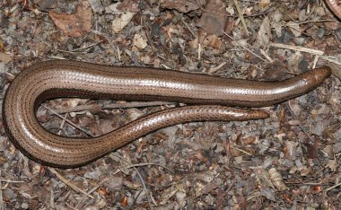 Bir Yavaş Solucan (Anguis fragilis) çalılıklarda kıvrılıp ısındı..
