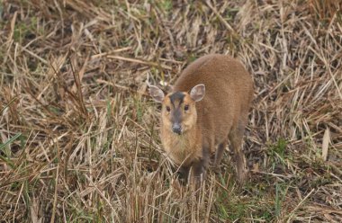 Güzel bir dişi Muntjac geyiği (Muntiacus reevesi) soğuk bir kış gününde gölün ortasında bir adada beslenir..