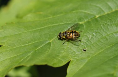 Şirin bir Hoverfly, Syrphidae, İlkbaharda İngiltere 'de bir yaprağın üzerinde tünemekte..