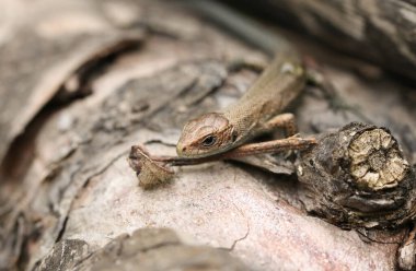 Şirin bir bebek ortak kertenkele (Lacerta Zootoca vivivipara) kütük üzerinde böcek avlıyor.