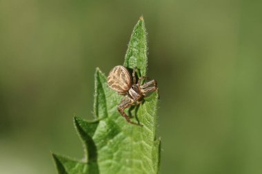 Avlanan bir Yengeç Örümceği, Thomisidae, baharda ısırgan otu yaprağına tünemiş..