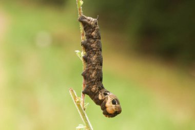 Bir fil şahin güvesi Caterpillar (Deilephila elpenor) bir willowhere ile besleniyor.