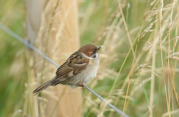 Rare Cute Baby Tree Sparrow Passer Montanus Perching Wire Fence — Stock Photo, Image
