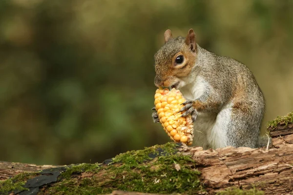 Grauhörnchen Sciurus Carolinensis Frisst Mais Auf Dem Maiskolben — Stockfoto