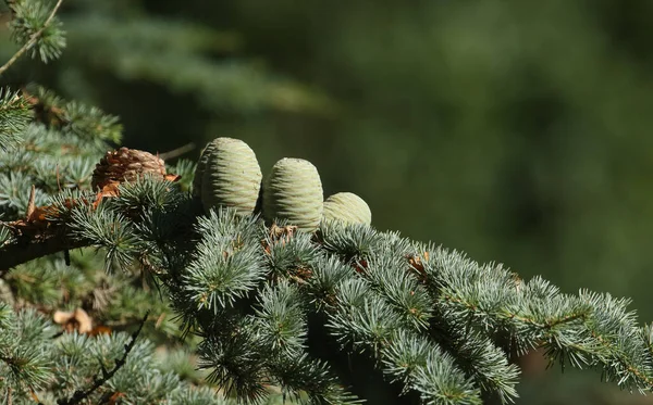 Lübnan sedir ağacı (Cedrus libani) ya da İngiltere 'deki Lübnan Cedar dalında büyüyen koniler.