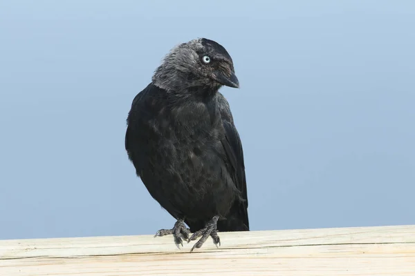 Eine Hübsche Dohle Corvus Monedula Thront Auf Einem Hölzernen Zaunpfahl — Stockfoto