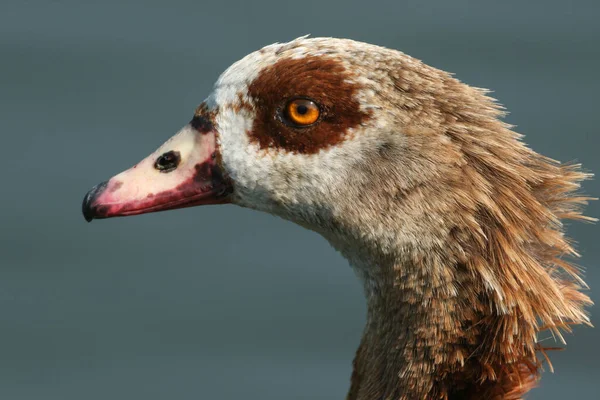 Head Shot Egyptian Goose Alopochen Aegyptiaca Standing Bank Lake — Stock Photo, Image