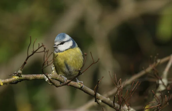 Beautiful Blue Tit Cyanistes Caeruleus Perched Branch Hawthorn Tree — Stock Fotó