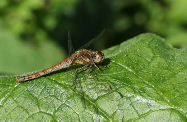 Common Darter Dragonfly Sympetrum Striolatum Cocoțat Frunză — Fotografie, imagine de stoc
