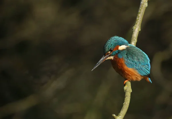 Uma Bela Caça Kingfisher Alcedo Atthis Poleiro Ramo Que Está — Fotografia de Stock