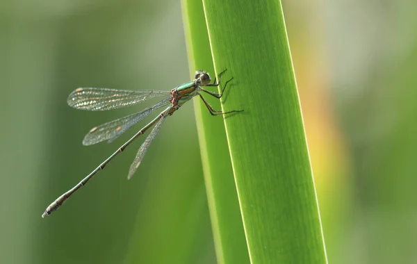 Fantastisk Sällsynt Willow Emerald Damselfly Chalcolestes Viridis Placerad Ett Vass — Stockfoto