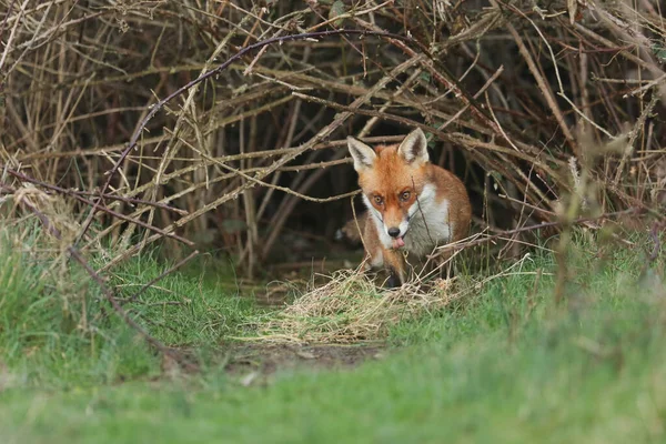 Magnífico Zorro Rojo Salvaje Vulpes Vulpes Que Emerge Guarida Atardecer — Foto de Stock