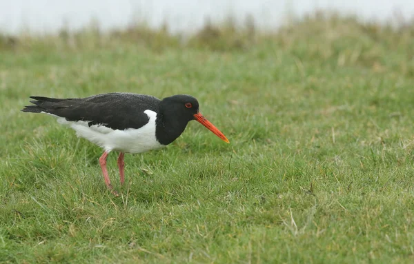 영국의 어두운 내리는 벌판에서 먹이를 아름답게 Oystercatcher Haematopus Ostralegus — 스톡 사진