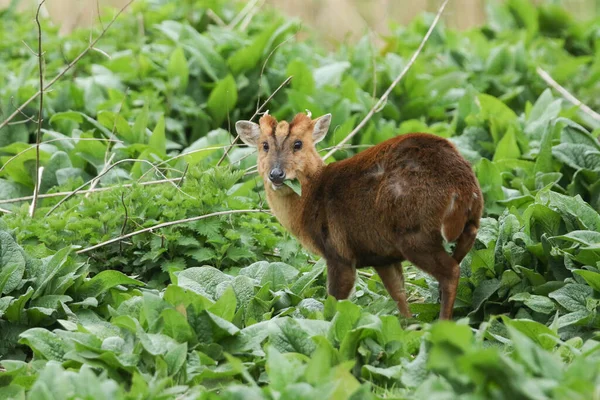 Muntjac Geyiği Muntiacus Reevesi Ngiltere Bir Nehrin Kıyısında Yetişen Vahşi — Stok fotoğraf