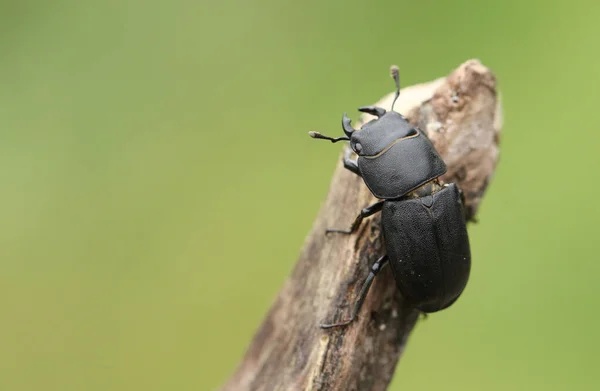 Pretty Lesser Stag Beetle Dorcus Parallelipipedus Walking Dead Tree Woodland — Stock Photo, Image