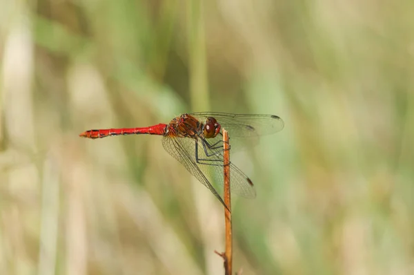 Manlig Jakt Ruddy Darter Dragonfly Sympetrum Sanguineum Sittande Toppen Växtstam — Stockfoto