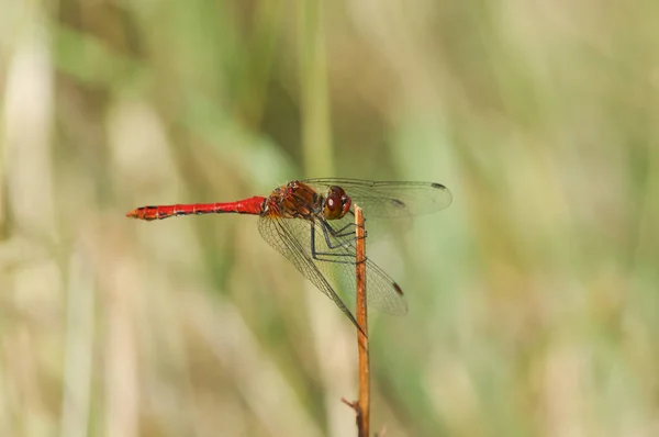 Maschio Che Caccia Ruddy Darter Dragonfly Sympetrum Sanguineum Appollaiato Sulla — Foto Stock