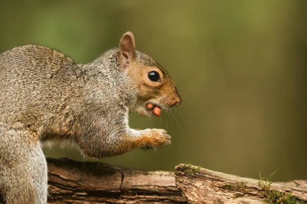 Humorvolle Aufnahme Eines Süßen Grauhörnchens Sciurus Carolinensis Mit Zwei Nüssen — Stockfoto