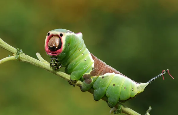 Impressionante Puss Moth Caterpillar Cerura Vinulais Pousando Galho Floresta — Fotografia de Stock