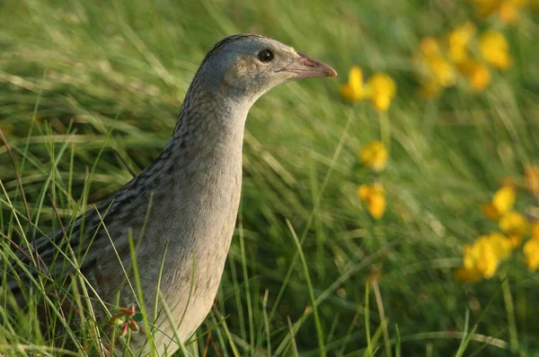 İskoçya 'nın Noth Uist şehrinde çimlerin üzerinde gizli bir Corncrake (Crex crex) yürüyüşü.