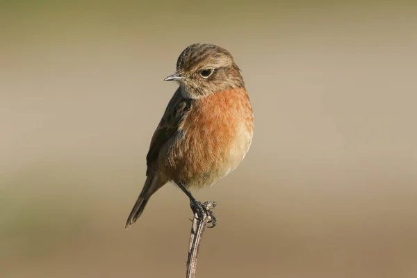 Beautiful Female Stonechat Saxicola Rubicola Perching Plant Has Been Hunting — Stock Photo, Image