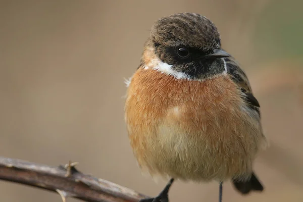 Close Impressionante Macho Stonechat Saxicola Rubicola — Fotografia de Stock