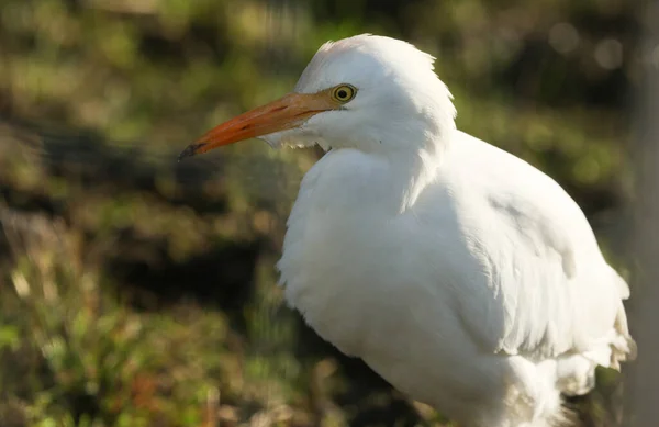 Een Prachtige Runderzilverreiger Bubulcus Ibis Jacht Naar Voedsel Een Veld — Stockfoto