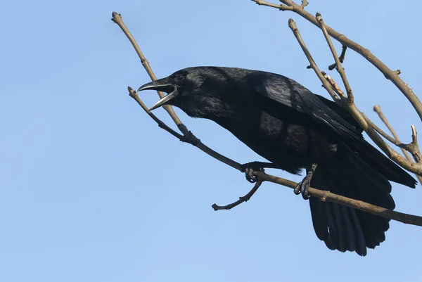 Corbeau Charognard Magnifique Corvus Corone Perché Sur Une Branche Frêne — Photo