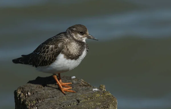 Een Turnstone Arenaria Interpres Hoog Een Paal Bij Hoogwater — Stockfoto