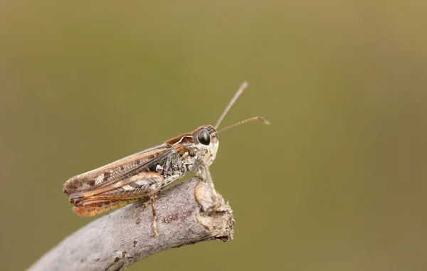 Male Mottled Grasshopper Myrmeleotettix Maculatus Perching Twig Heath Land — Stock Photo, Image
