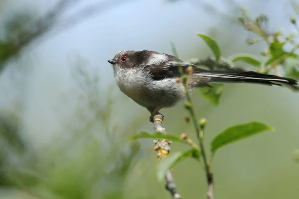 Cute Baby Long Tailed Tit Aegithalos Caudatus Perching Branch Tree — ストック写真