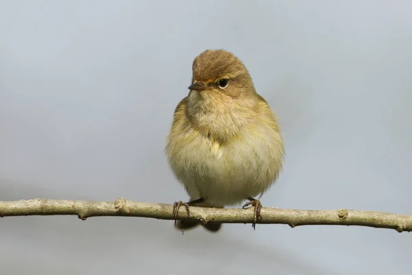 Hezký Chiffchaff Phylloscopus Collybita Sedící Větvi Stromu Jaře — Stock fotografie