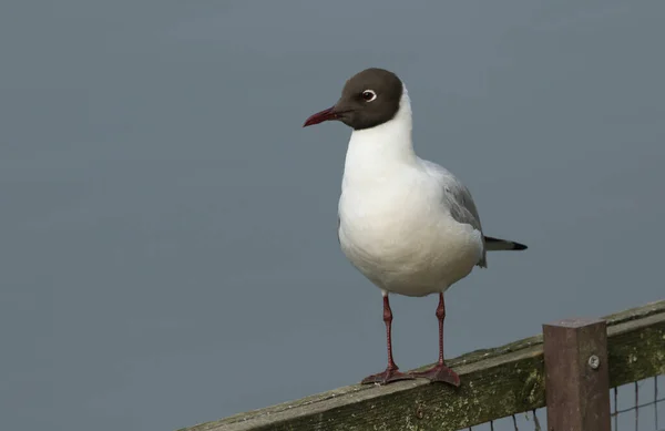 Černohlavý Racek Chroicocephalus Ridibundus Sedící Plotě Břehu Jezera Jaře — Stock fotografie