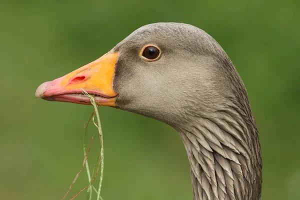 Güzel Bir Greylag Goose Portresi Anser Anser Otla Besleniyor — Stok fotoğraf