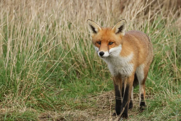 Magnífico Macho Selvagem Red Fox Vulpes Vulpes Caçando Prado — Fotografia de Stock