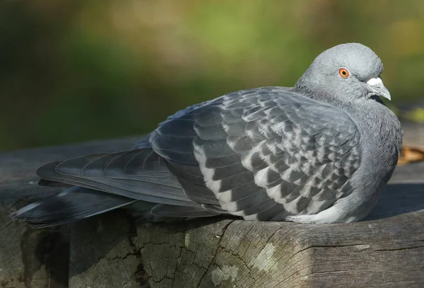 Eine Wilde Taube Columba Livia Sitzt Auf Einer Bank Und — Stockfoto