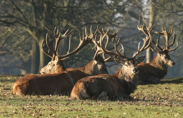 Vier Prachtige Rode Hert Cervus Elaphus Rustend Het Gras Winter — Stockfoto
