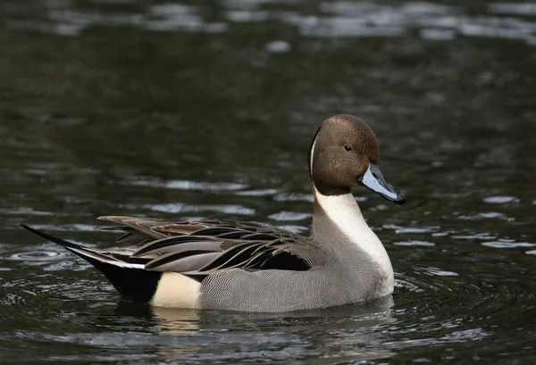 Magnífico Pato Macho Pintail Anas Acuta Nadando Lago Reino Unido —  Fotos de Stock