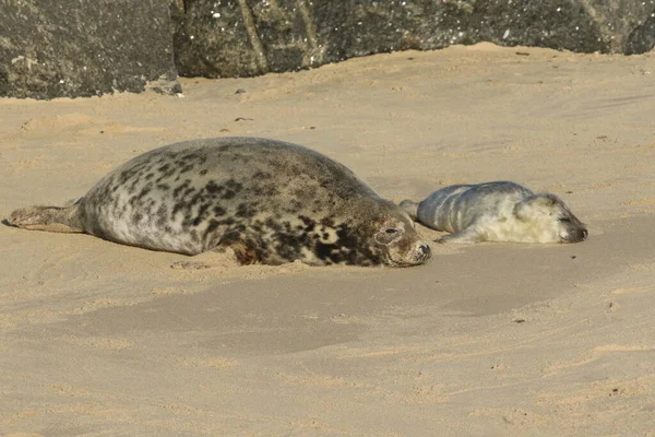 英国诺福克 一只新出生的灰海豹 Halichoerus Grypus 躺在海滩上 靠近它休息的母亲 — 图库照片