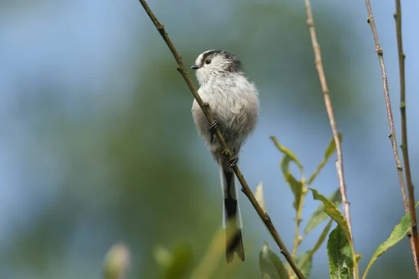 Stunning Long Tailed Tit Aegithalos Caudatus Perched Branch Tree Hunting — Stock Photo, Image