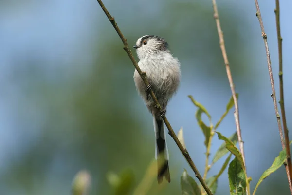 Stunning Long Tailed Tit Aegithalos Caudatus Perched Branch Tree Hunting — ストック写真