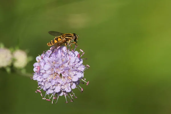 Bpretty Hoverfly Una Flor Escabiosa —  Fotos de Stock