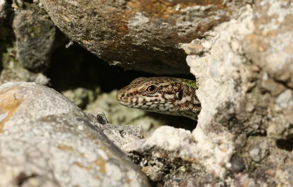 Настенная Ящерица Podarcis Muralis Нагревается Солнце Стене — стоковое фото