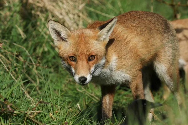 Lindo Macho Salvaje Red Fox Vulpes Vulpes Cazando Comida Prado — Foto de Stock
