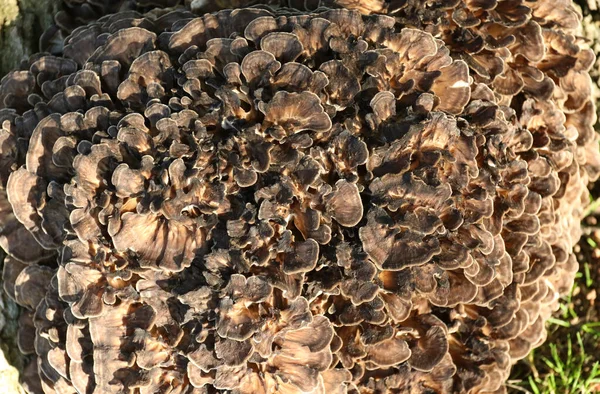 Hen Woods Cogumelos Grifola Frondosa Crescendo Base Uma Grande Árvore — Fotografia de Stock