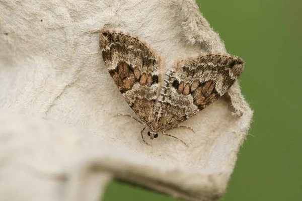 Eine Schöne Gemeine Teppichmotte Epirrhoe Alternata — Stockfoto