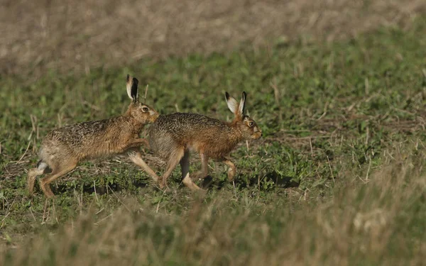 Male Brown Hare Lepus Europaeus Chasing Female Breeding Season — Stock Photo, Image